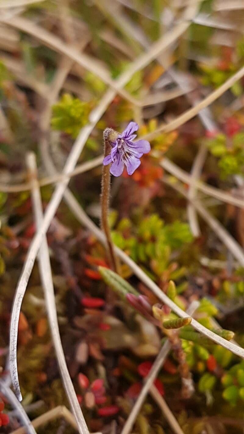 Erba unta villosa