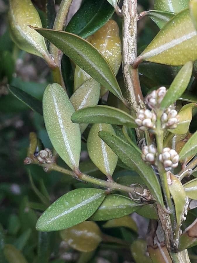 Bosso sempreverde 20