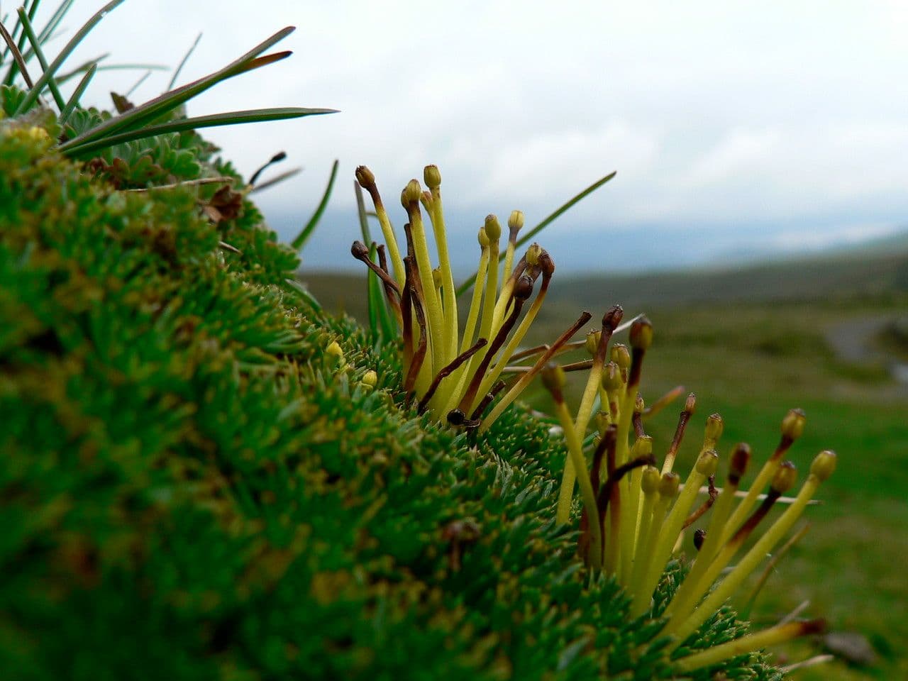 Azorella 3