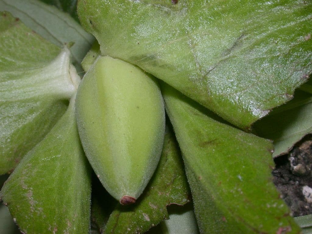Drymonia seghettata 14