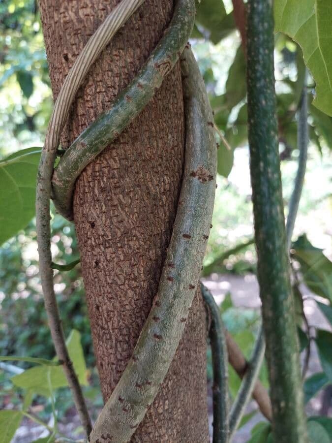 Tinospora 11