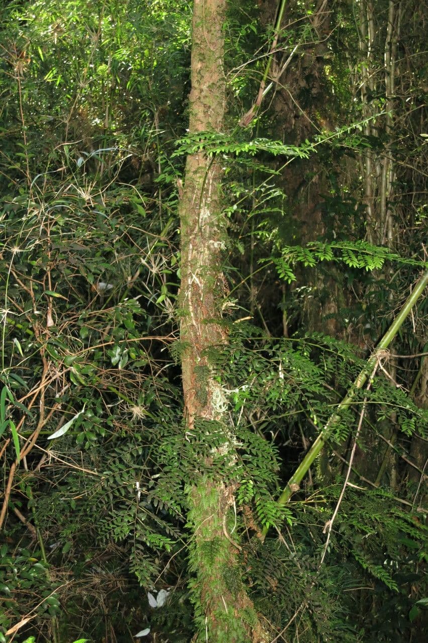 Luzuriaga 5