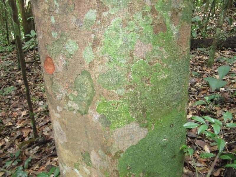 Spruce Cashew 6