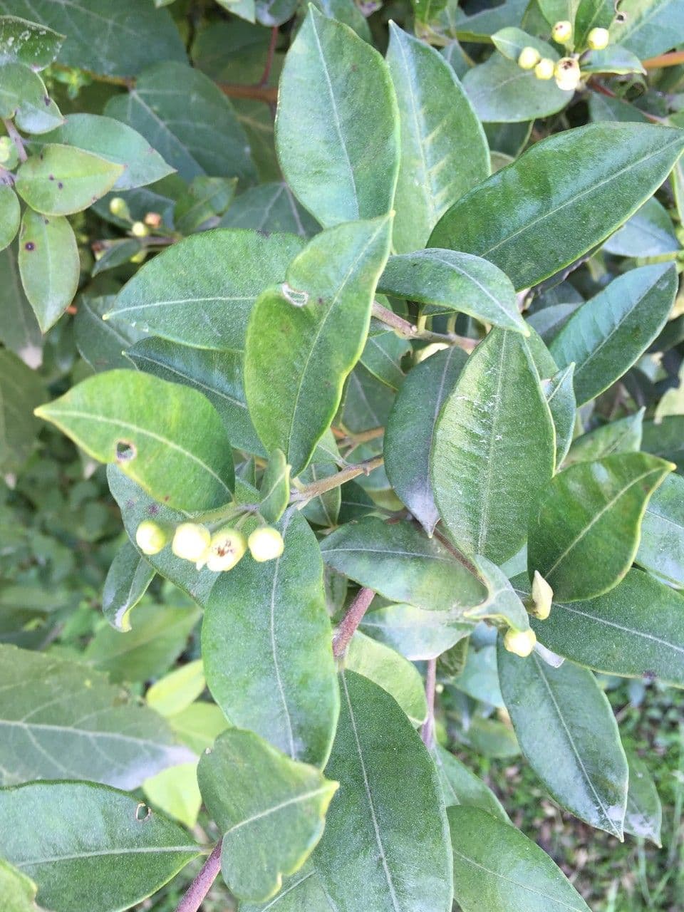 Amomyrtus meli 12