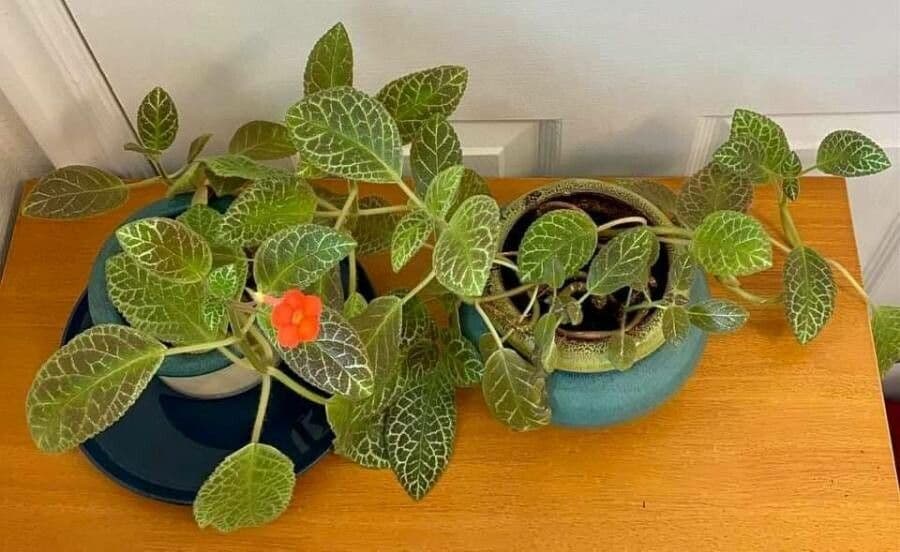 Episcia cupreata 11