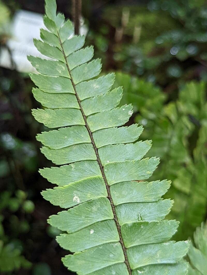 Adiantum 9