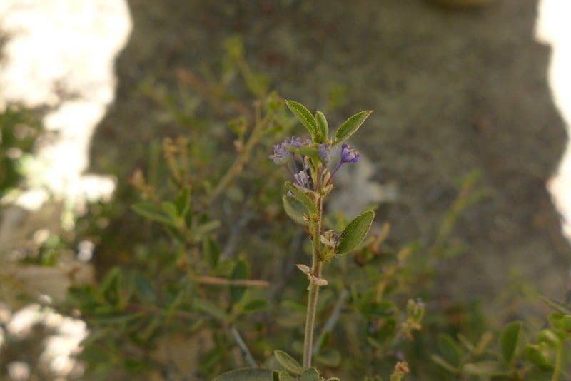 Lemmons Ceanothus 6