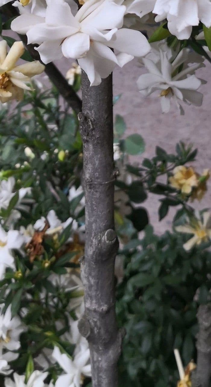 Gardenia 22