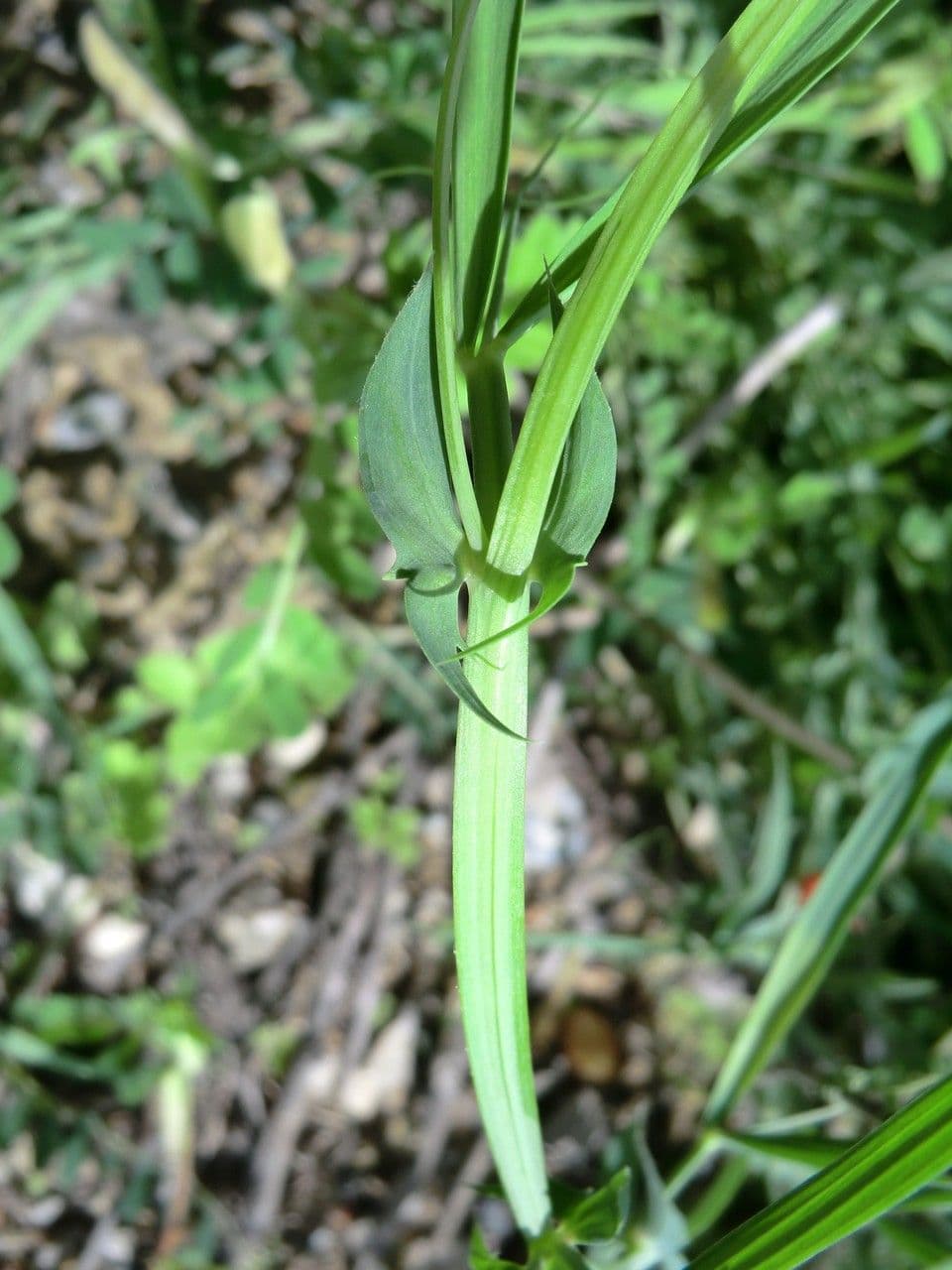 Cicerchia 23