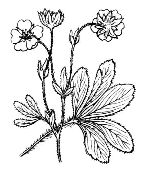 Mochna bílá 16
