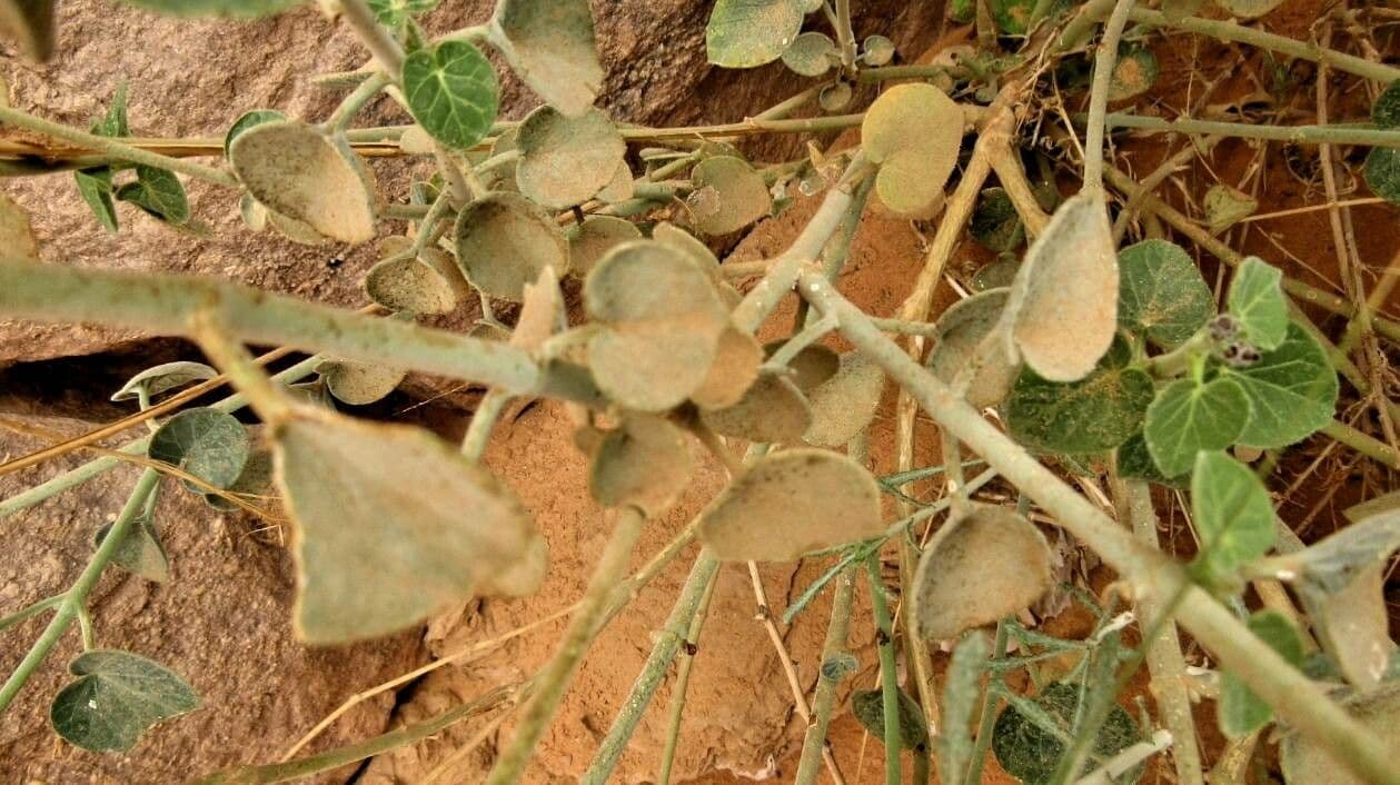 Pergularia tomentosa 18