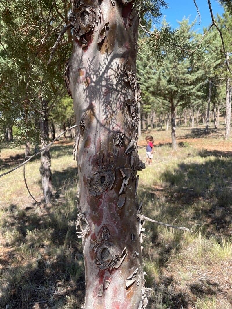 Cypřiš guadalupský 18