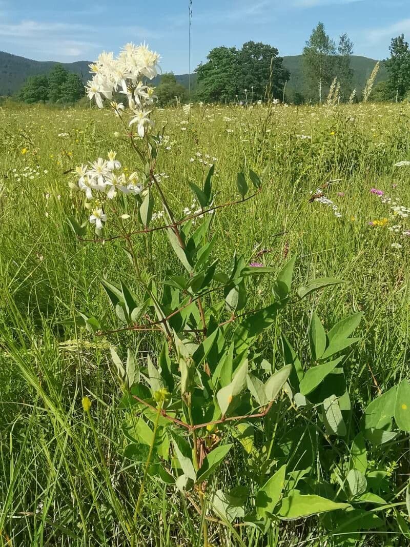 Clematis recta 11