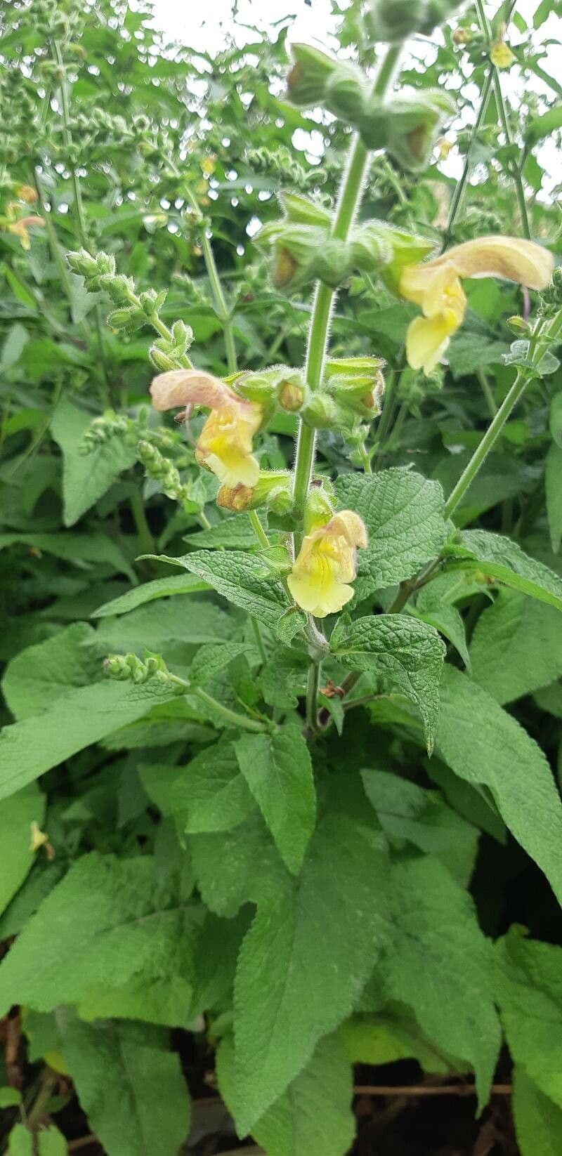 Salvia 4