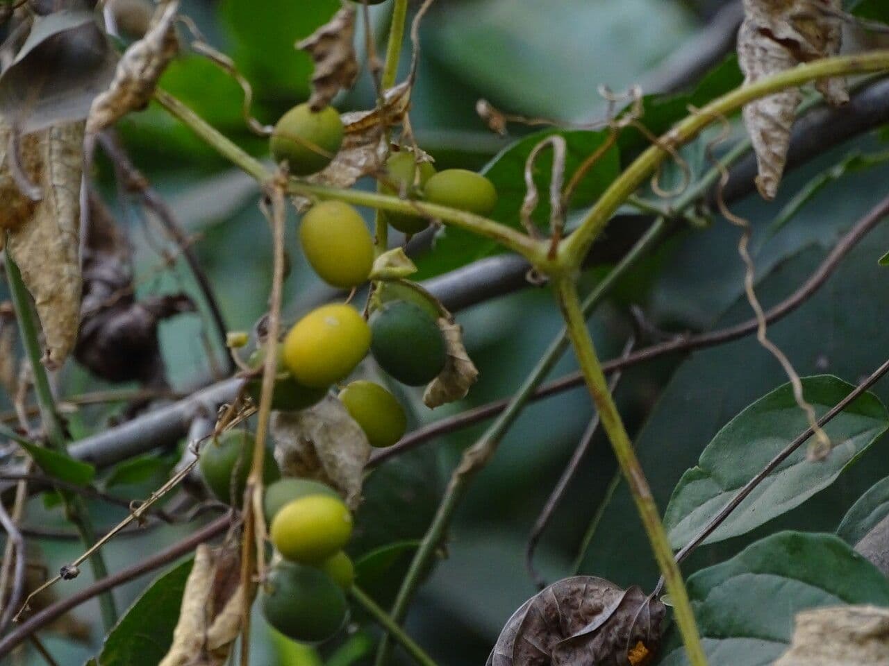 Cayaponia