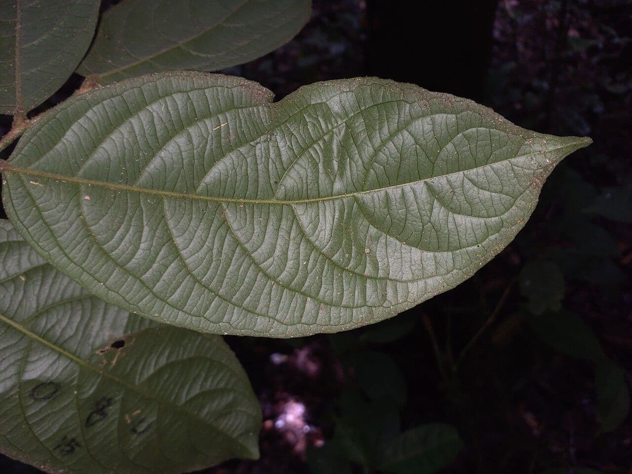 Casearia pitumba 2