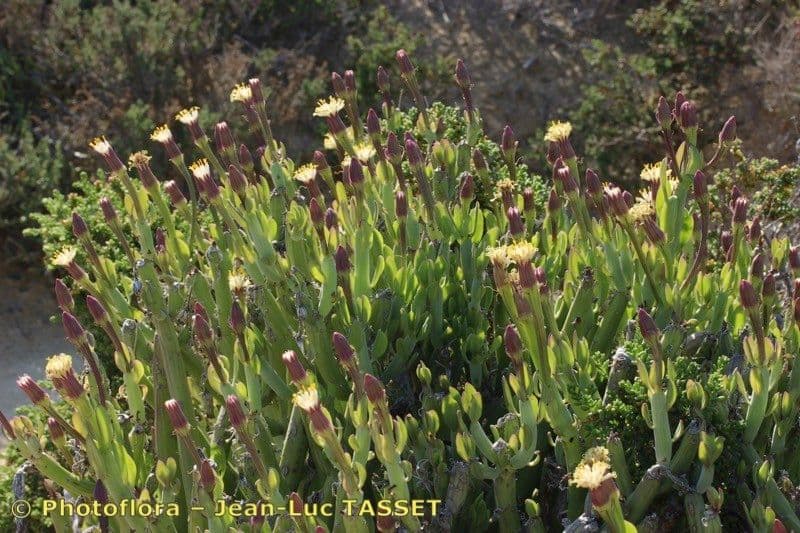 Kleinia anteuphorbium 12