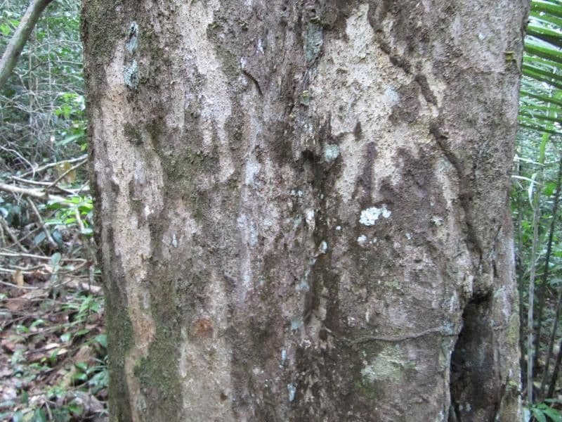 Acioa 3