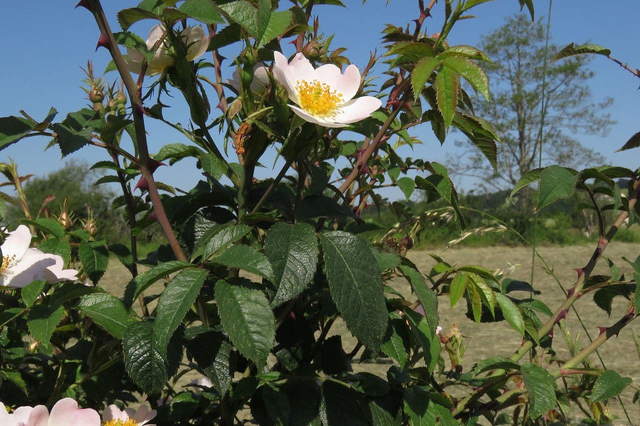 Rosa 18