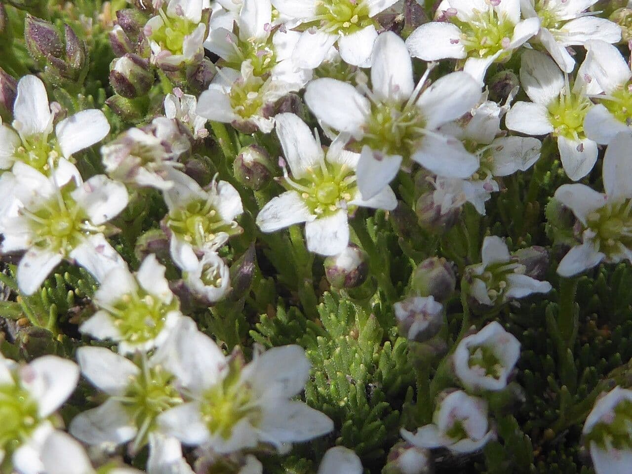 Minuartia recurva 18