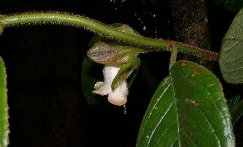 Drymonia alloplectoides 2