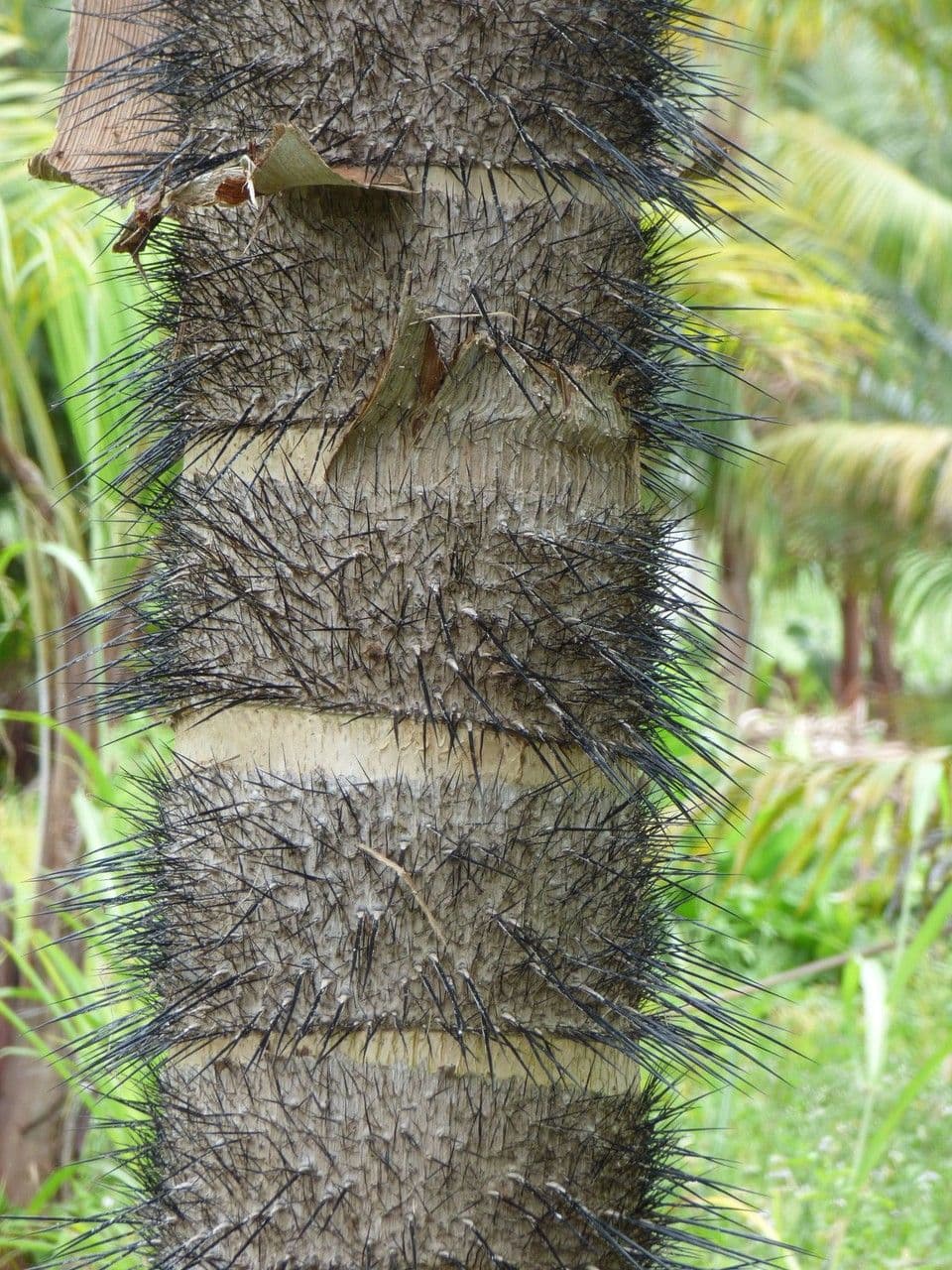 Acanthophoenix 18