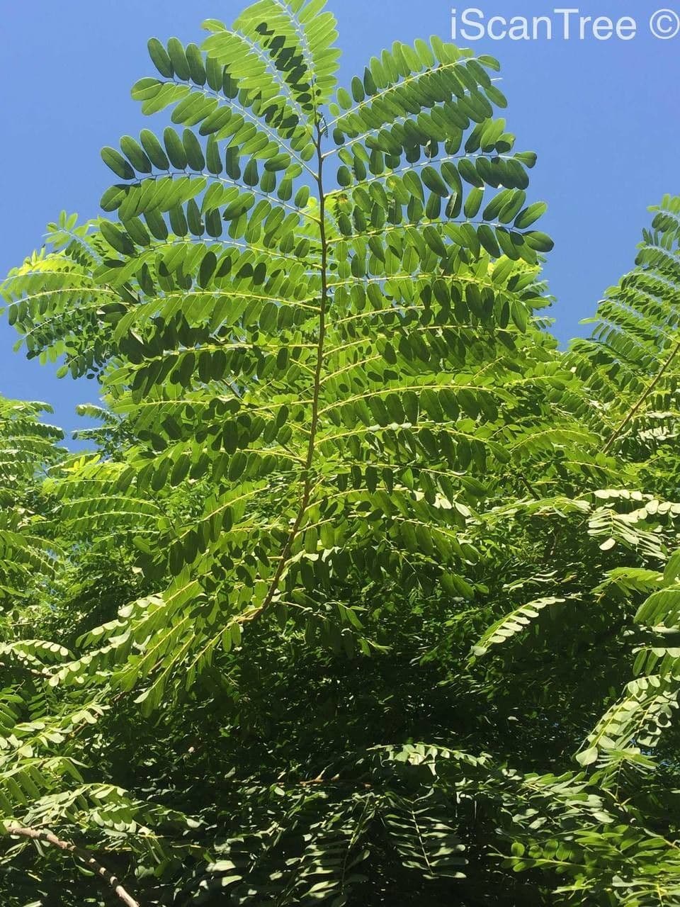 Cordyla 5
