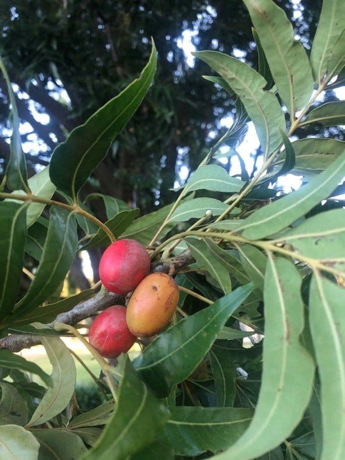 Kafferpflaume 4