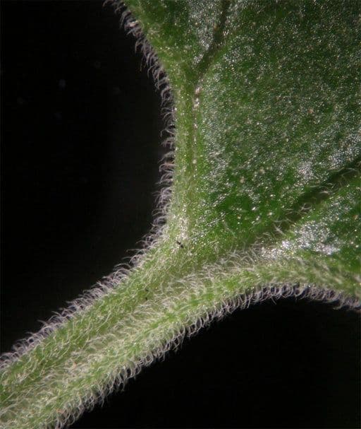 Erba gatta 22