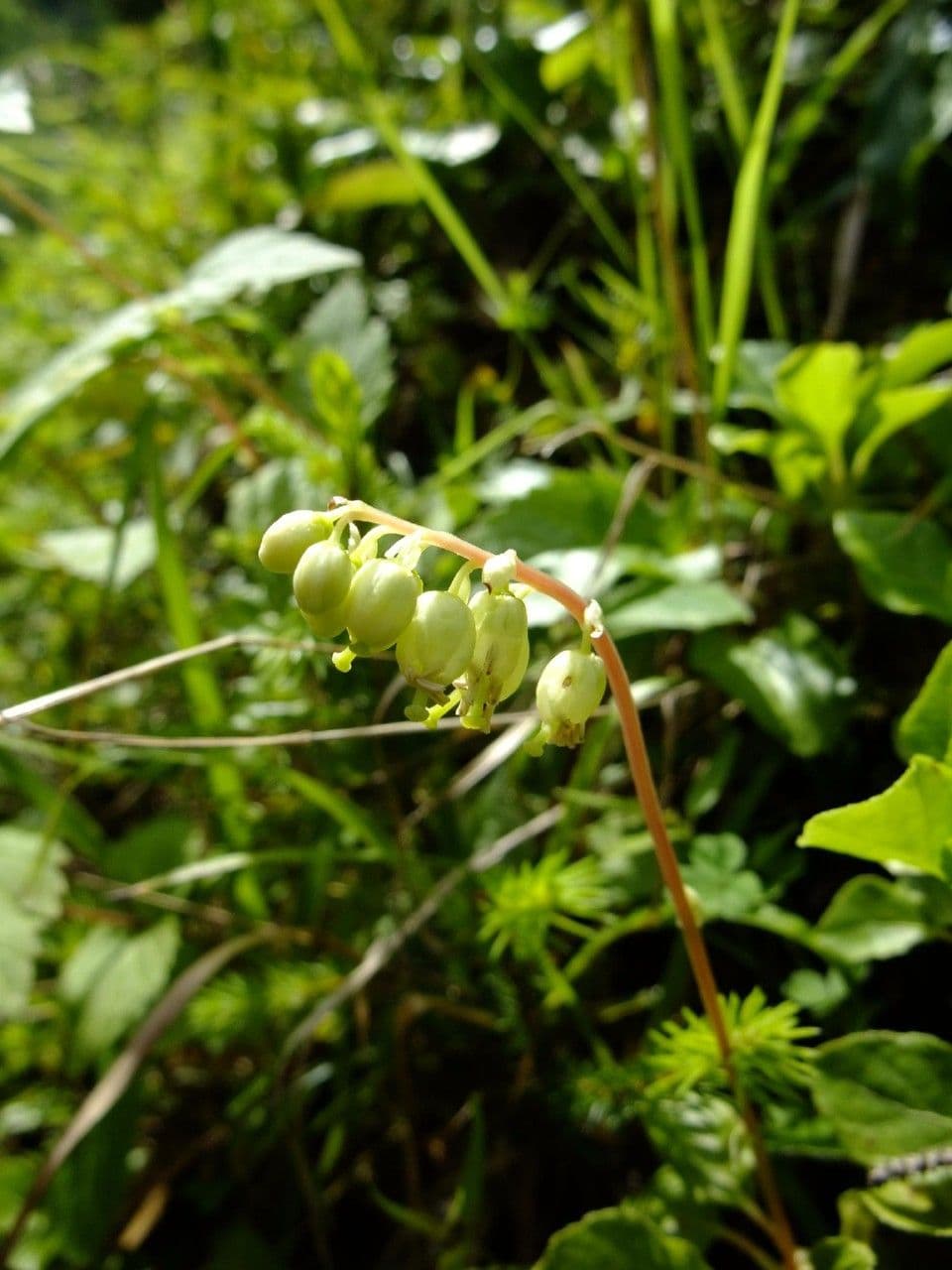 Serrated-wintergreen 4