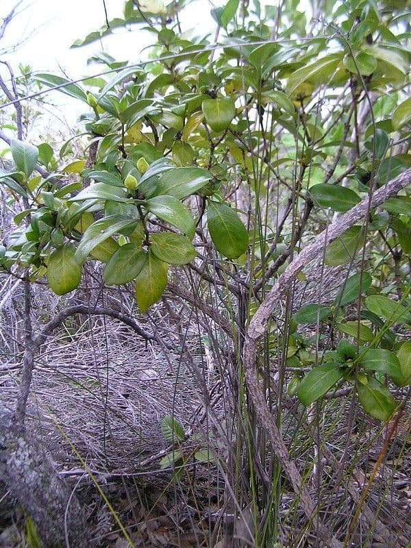 Psychotria 2