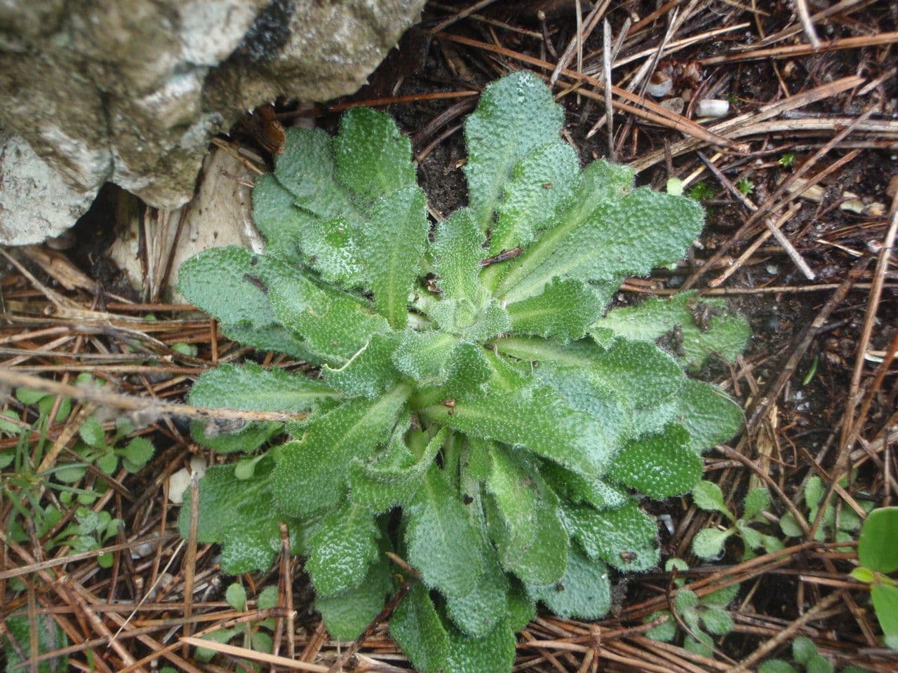 Arabide a silique piatte 10