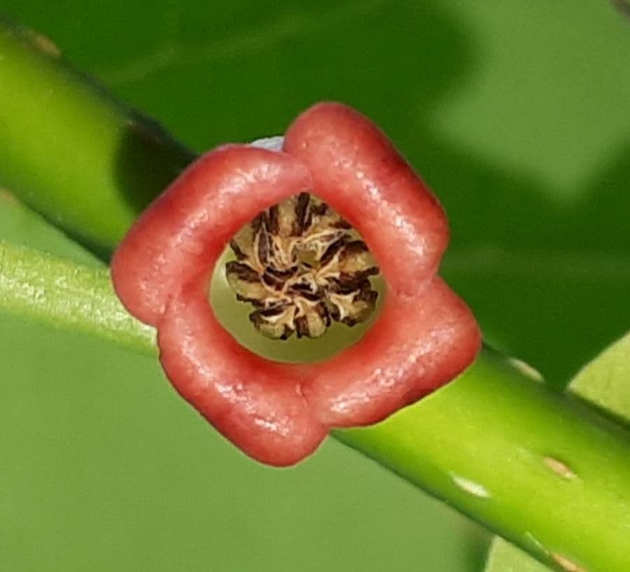 Diospyros 6
