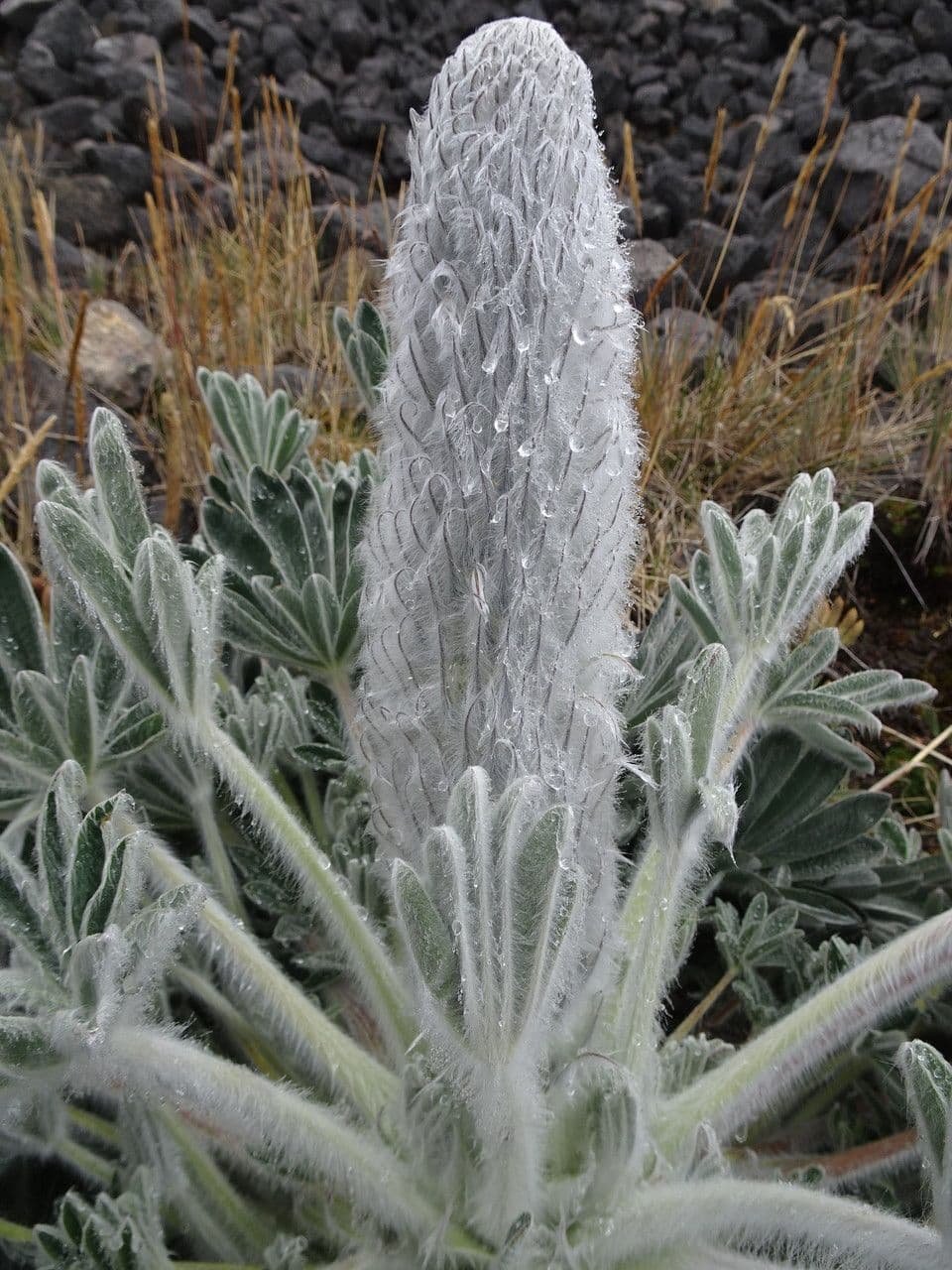 Lupino 6