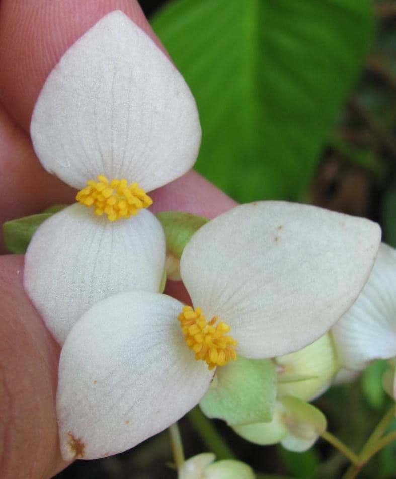 Begonia 4