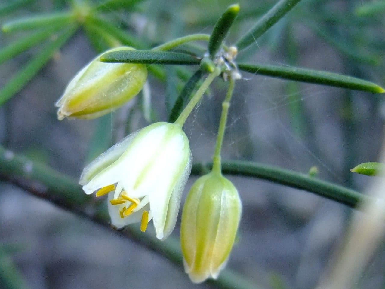 Doldiger Spargel 8