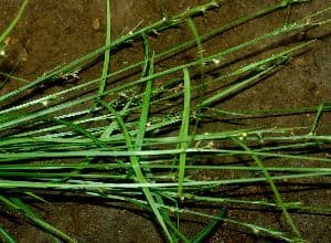Scleria lithosperma