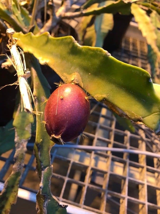 Disocactus 2