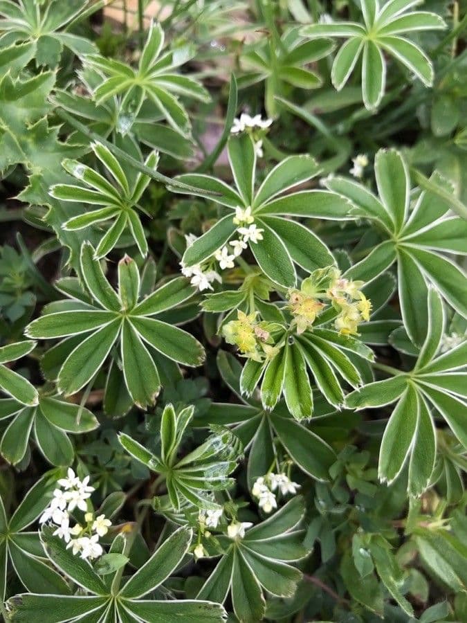 Erba stella 3