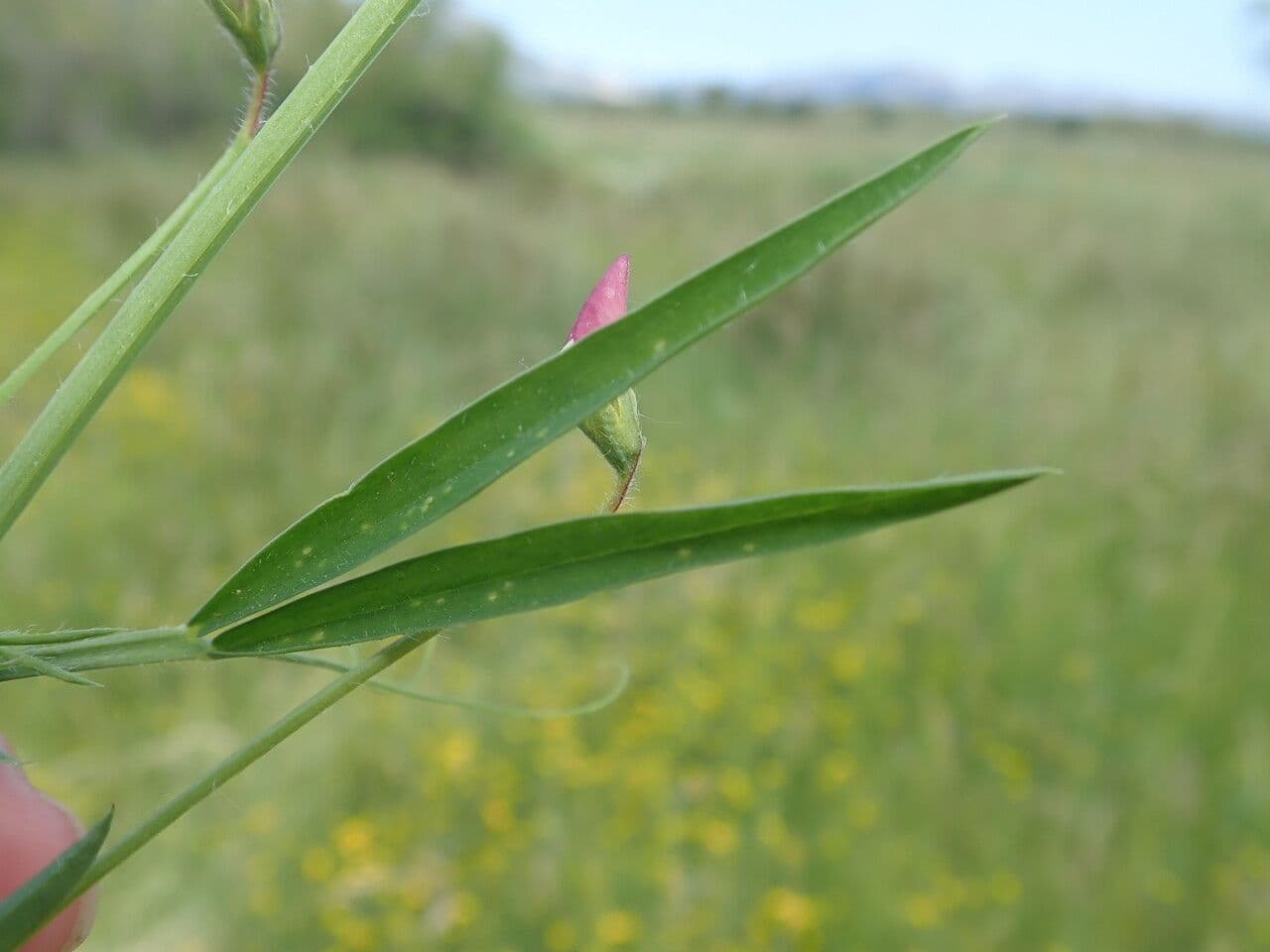 Cicerchia pelosa 20