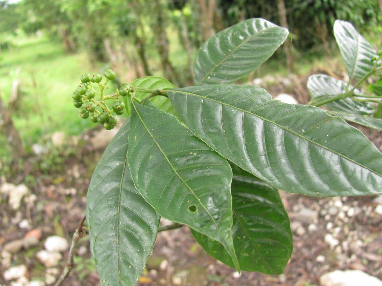 Psychotria 17