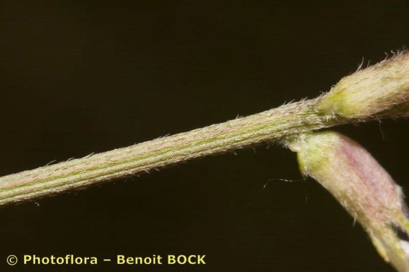 Astragalus onobrychis 19