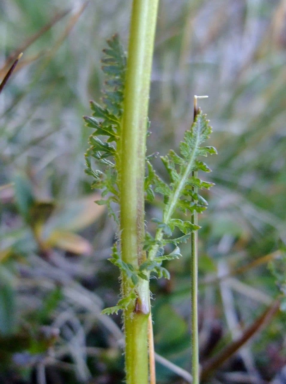 Pedicularis tuberosa 22