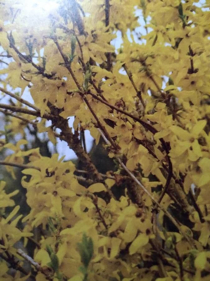 Forsythia pendula 17