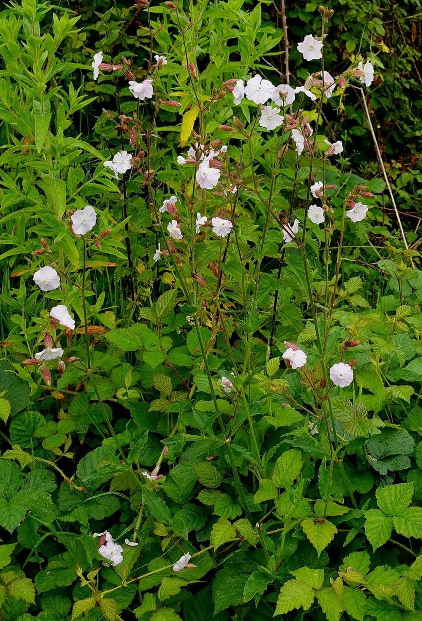 Silene bianca 12
