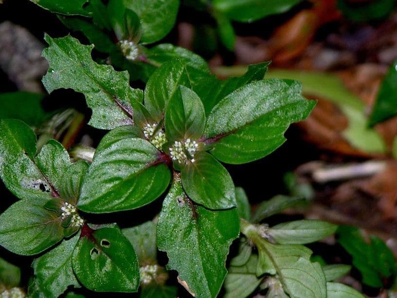 Spermacoce prostrata 8