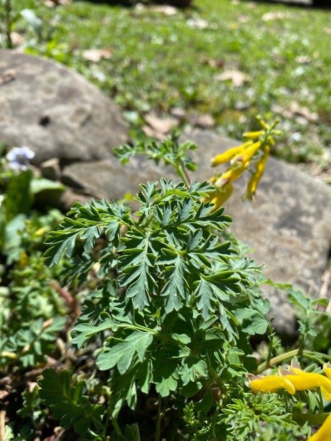 Corydalis dorada 11