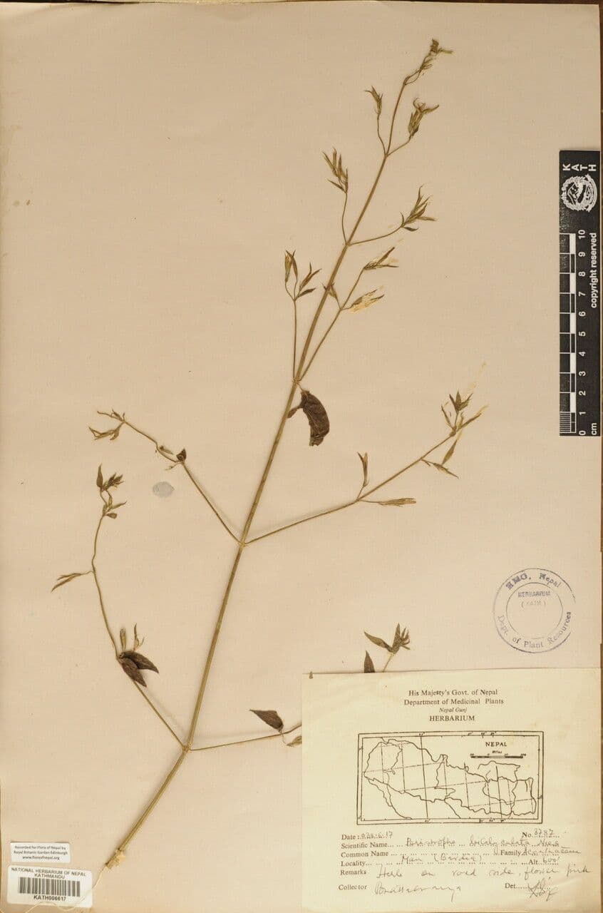 Dicliptera paniculata 14
