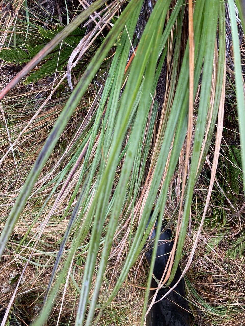 Cortaderia nitida 7