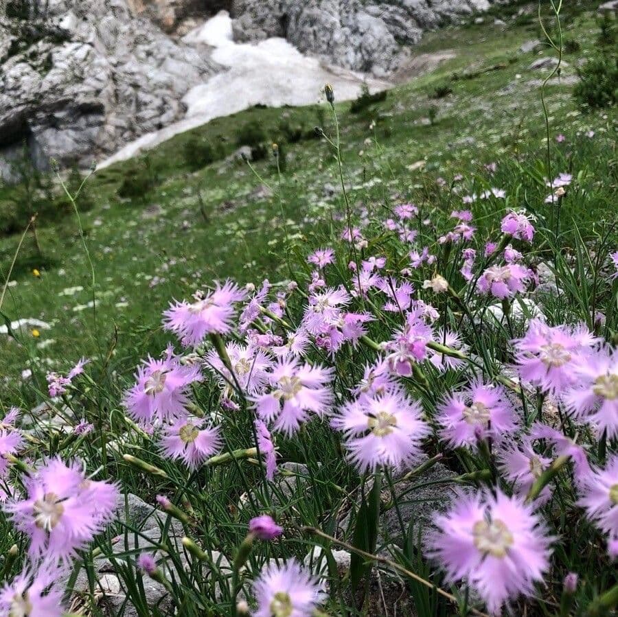 Garofano 3
